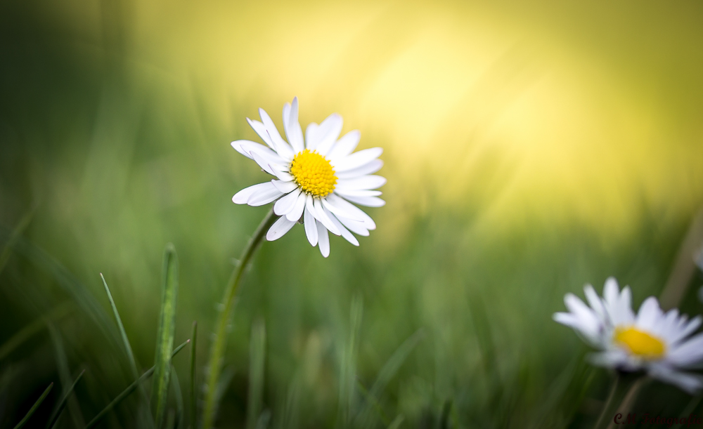 Gänseblümchen