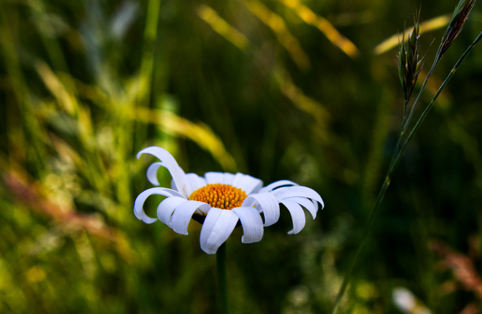 Gänseblümchen