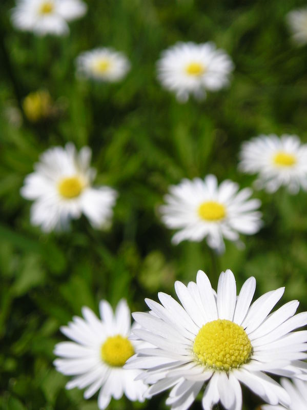 Gänseblümchen