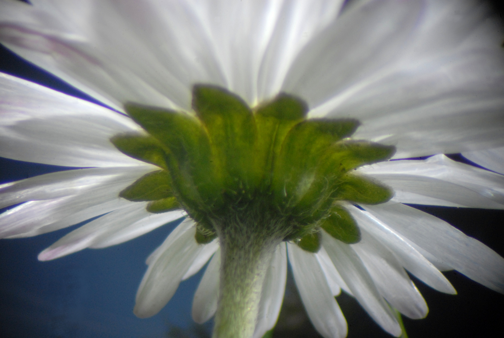 Gänseblümchen