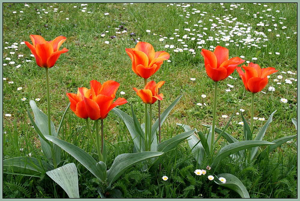 Gänseblümchen