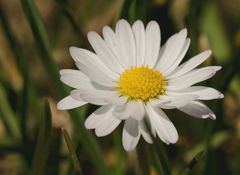 Gänseblümchen