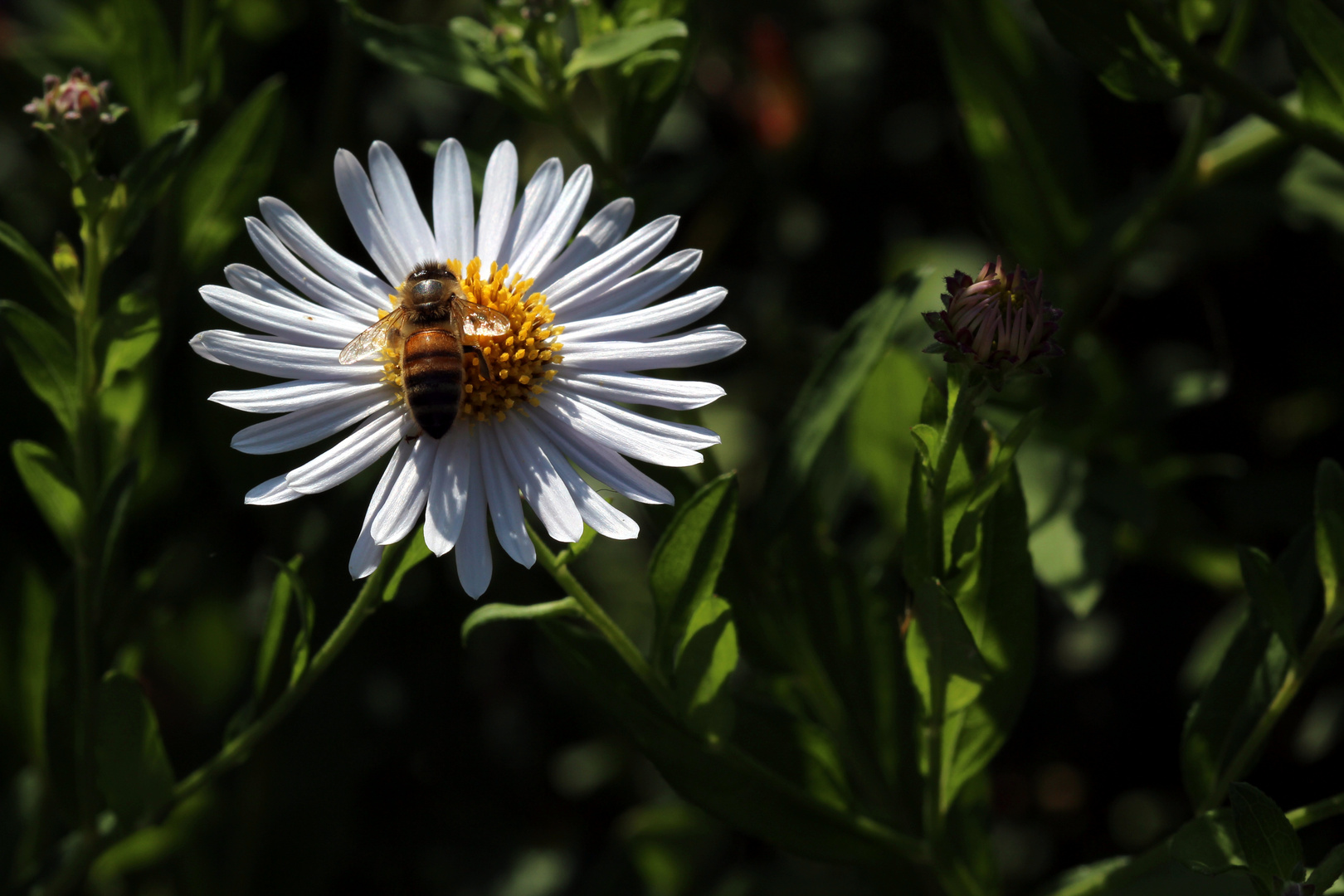 Gänseblümchen