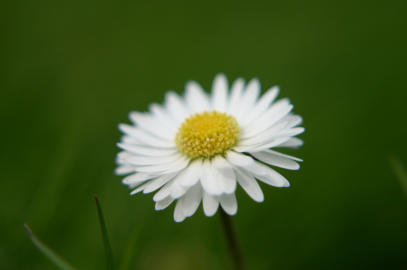 Gänseblümchen