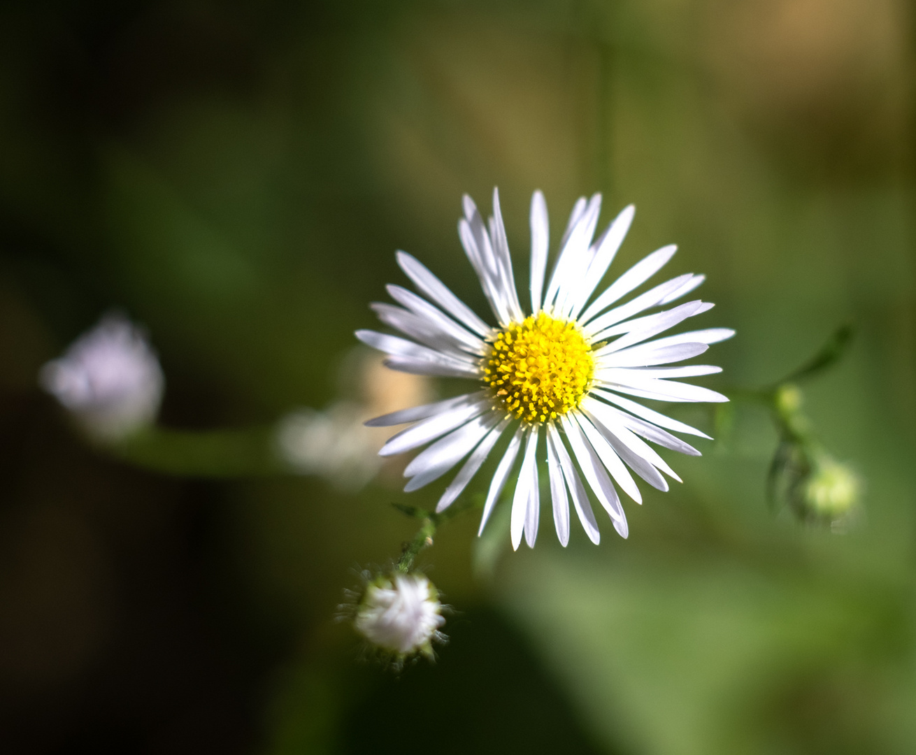 Gänseblümchen