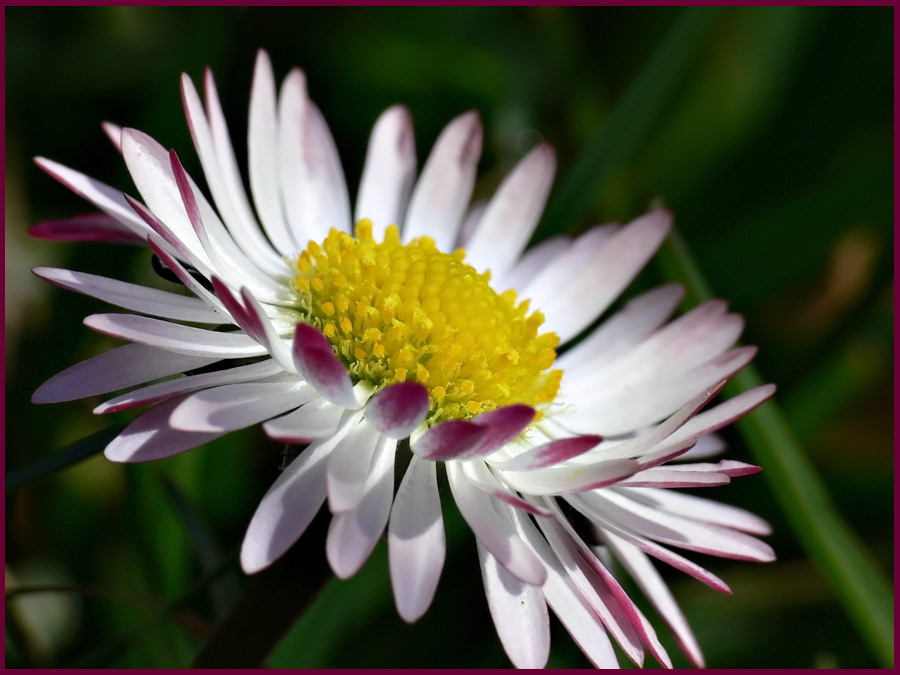 Gänseblümchen