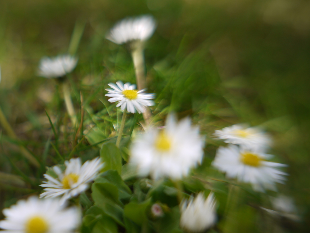 Gänseblümchen