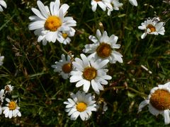 Gänseblümchen