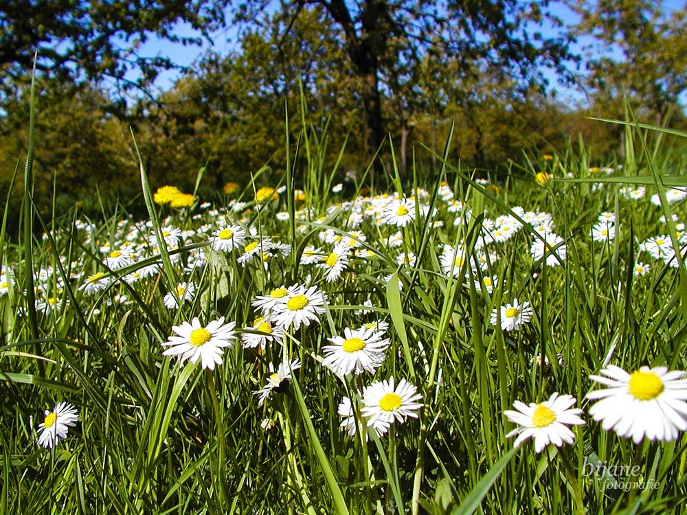 Gänseblümchen