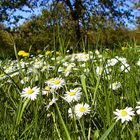 Gänseblümchen