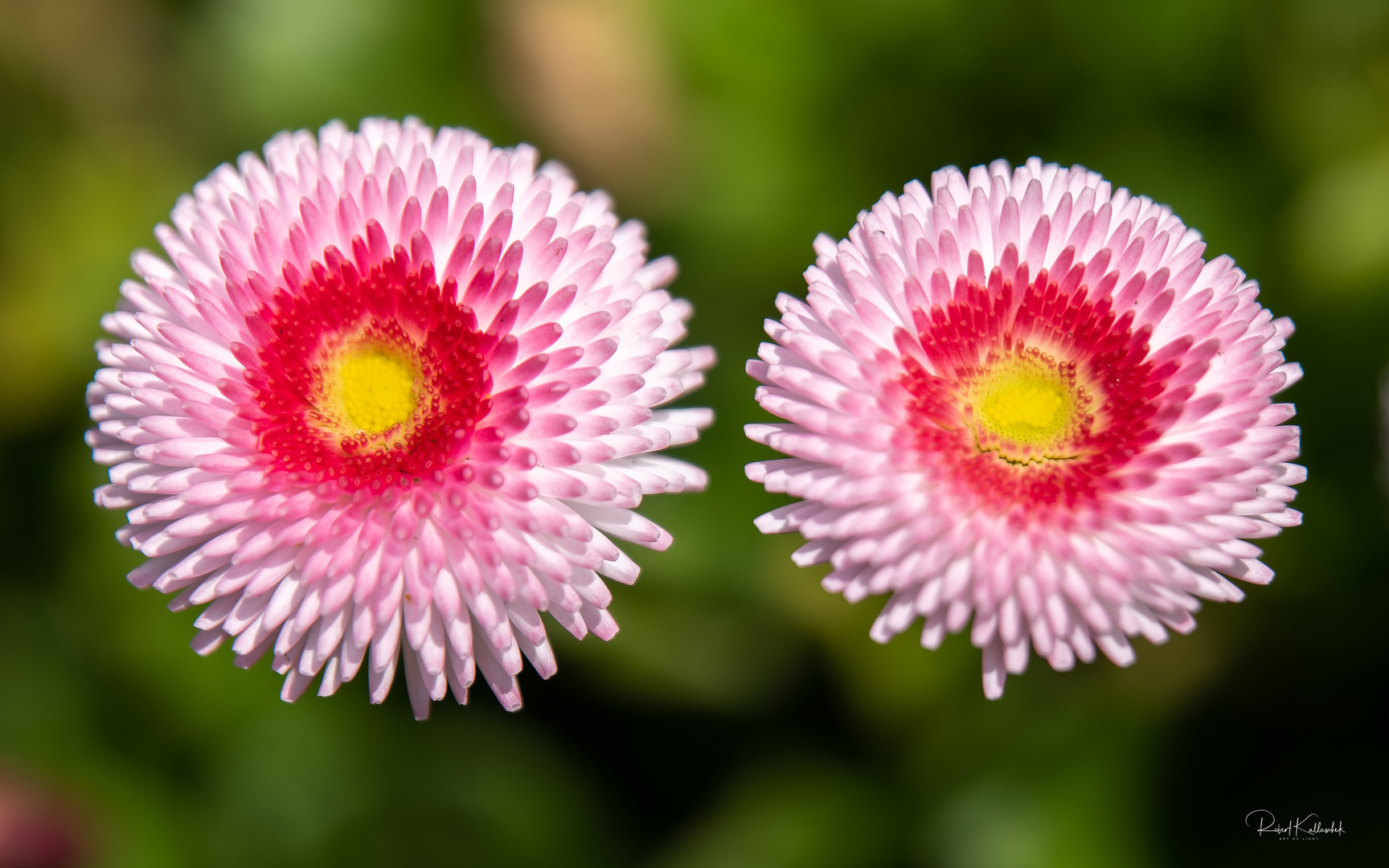 Gänseblümchen