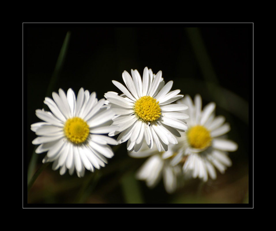 Gänseblümchen