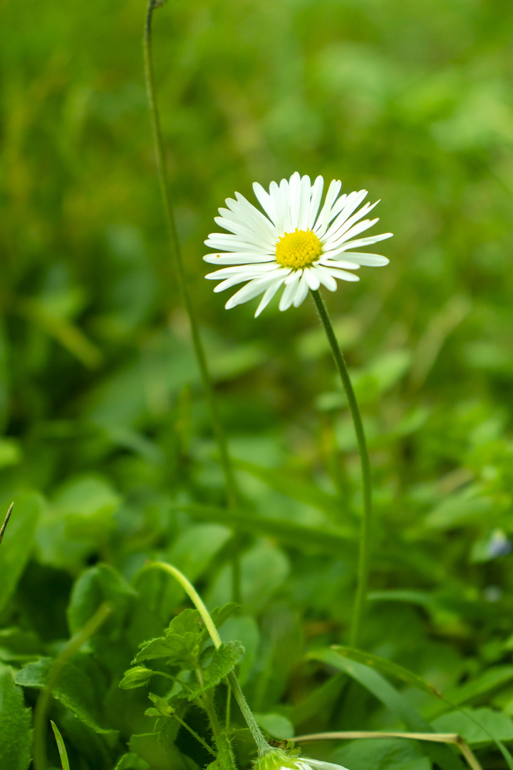 Gänseblümchen 