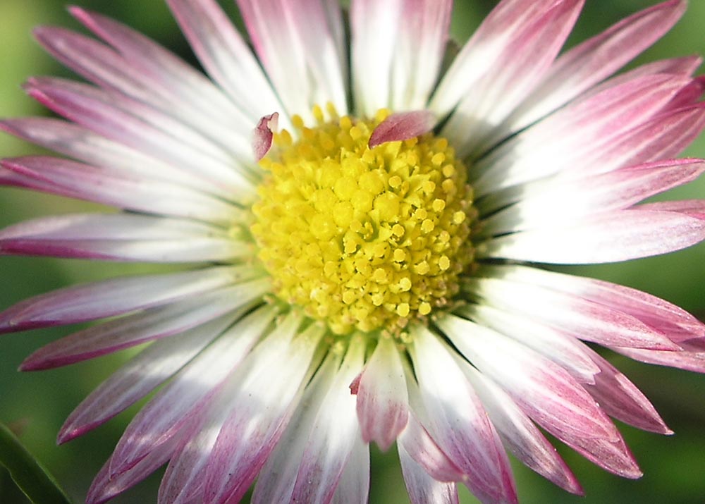 Gänseblümchen