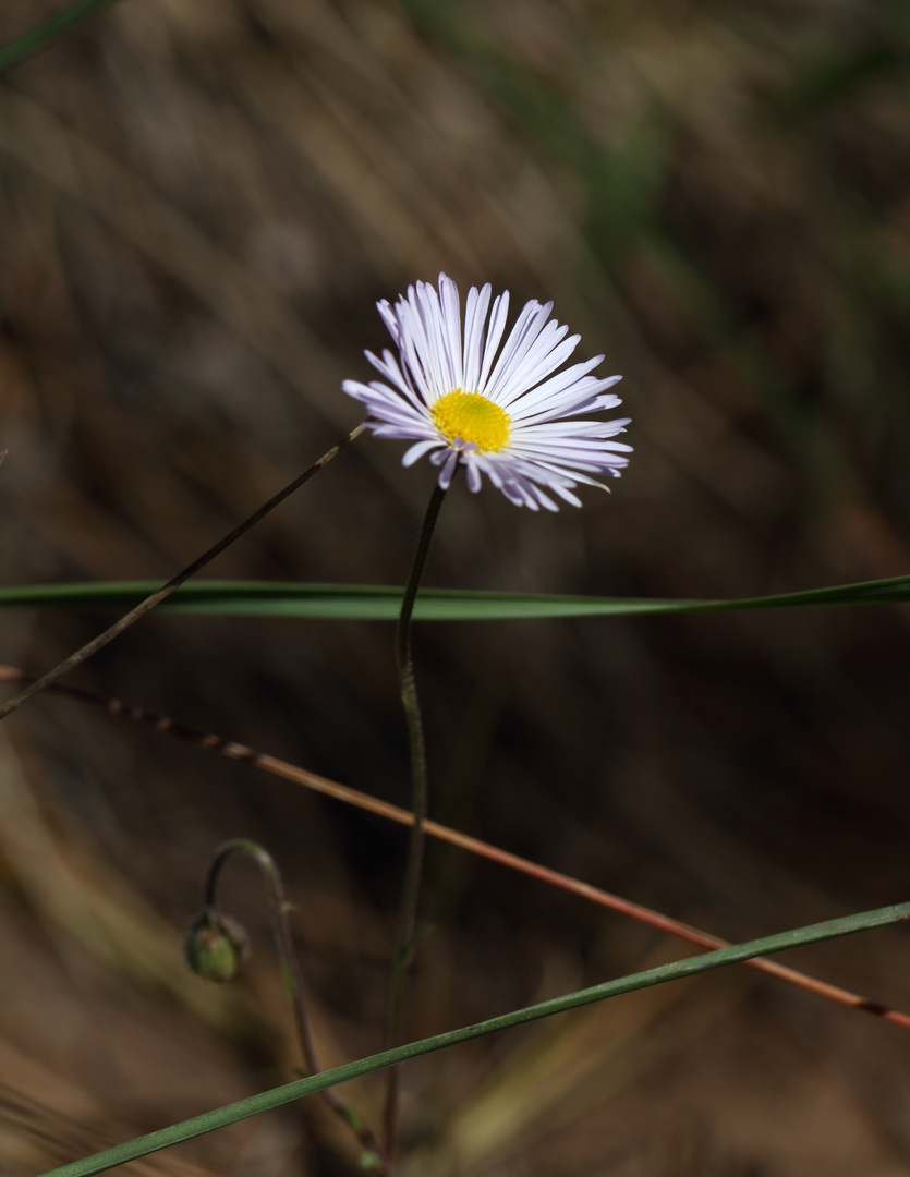 "Gänseblümchen"