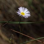 "Gänseblümchen"