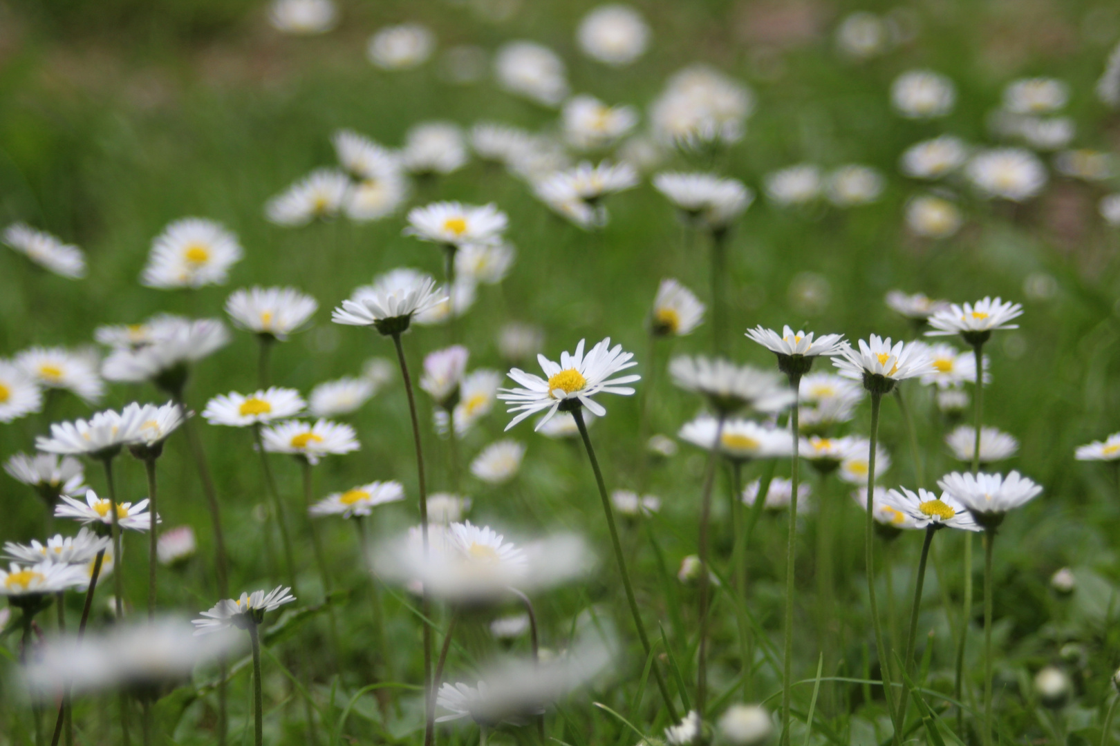 Gänseblümchen Foto &amp; Bild | makro, wiese, gras Bilder auf fotocommunity