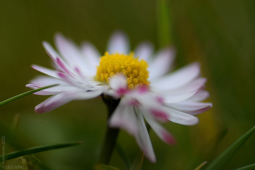 Gänseblümchen