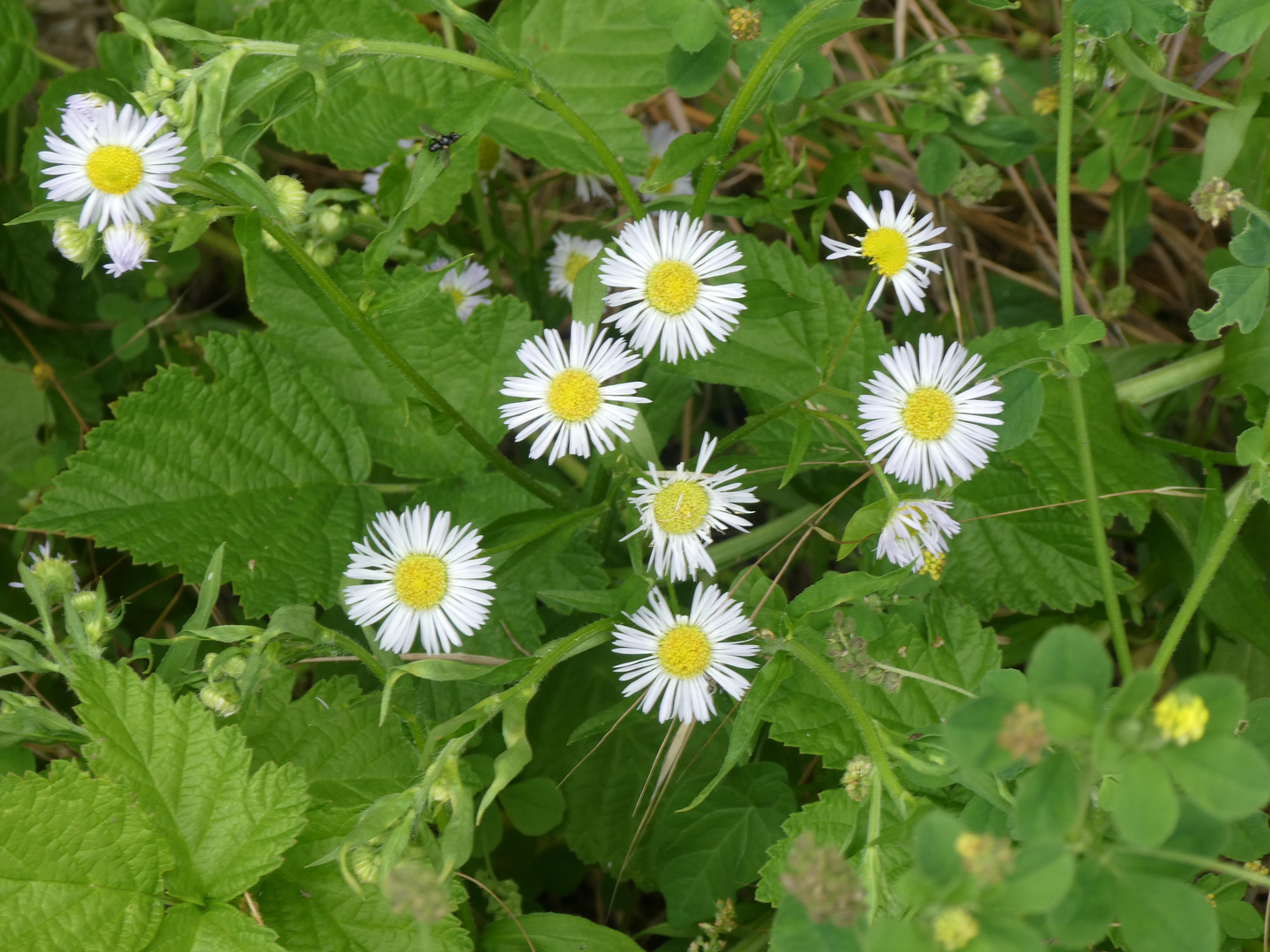 Gänseblümchen