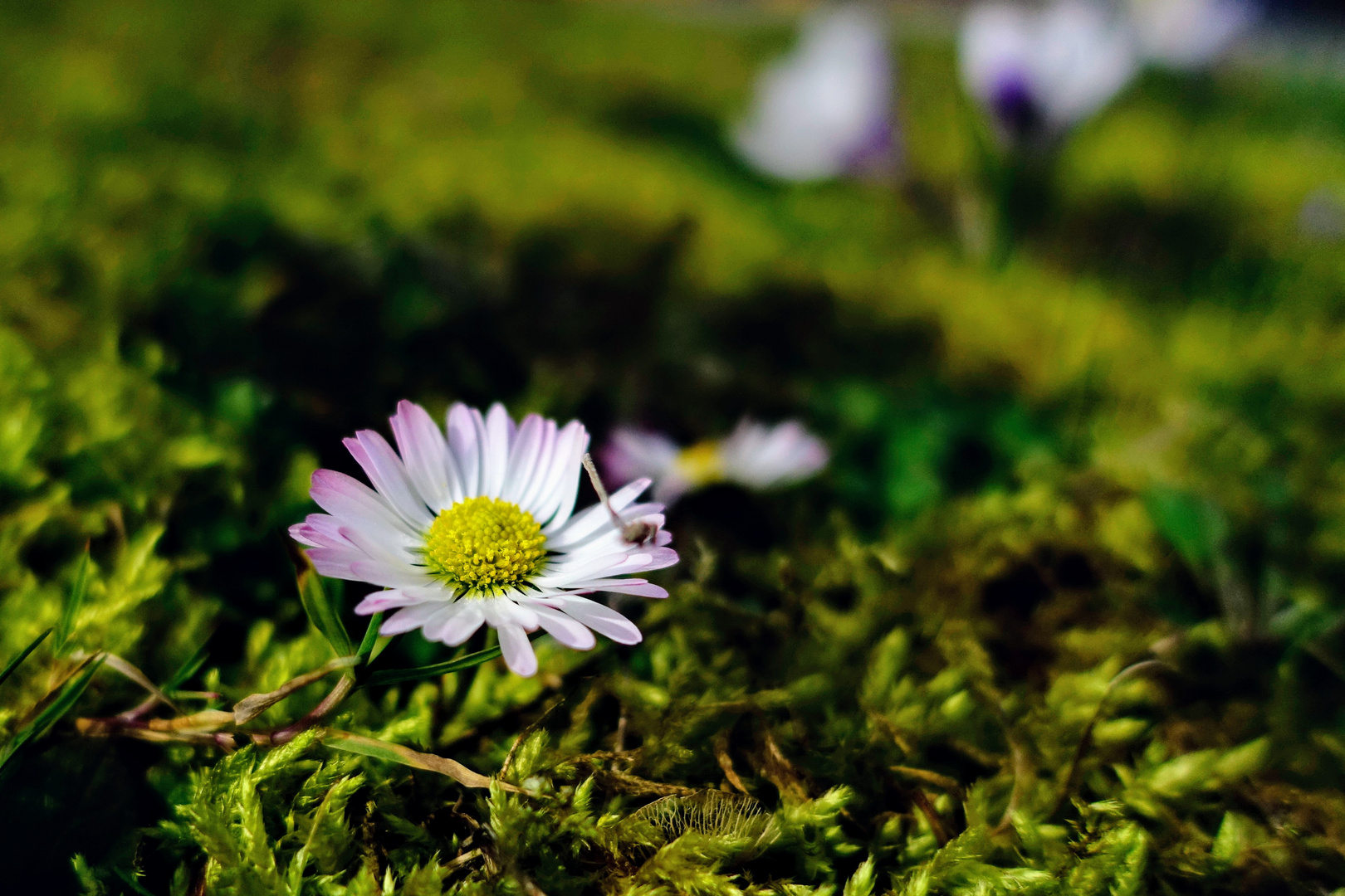 Gänseblümchen 