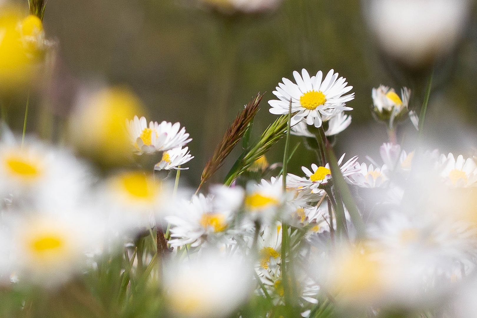 Gänseblümchen