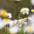 Gänseblümchen