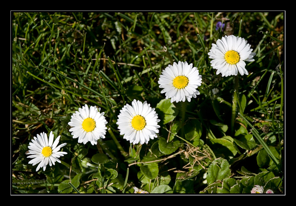 Gänseblümchen