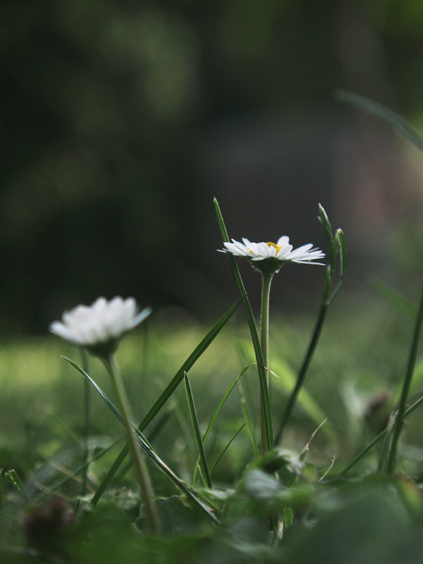 gänse.blümchen