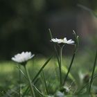 gänse.blümchen