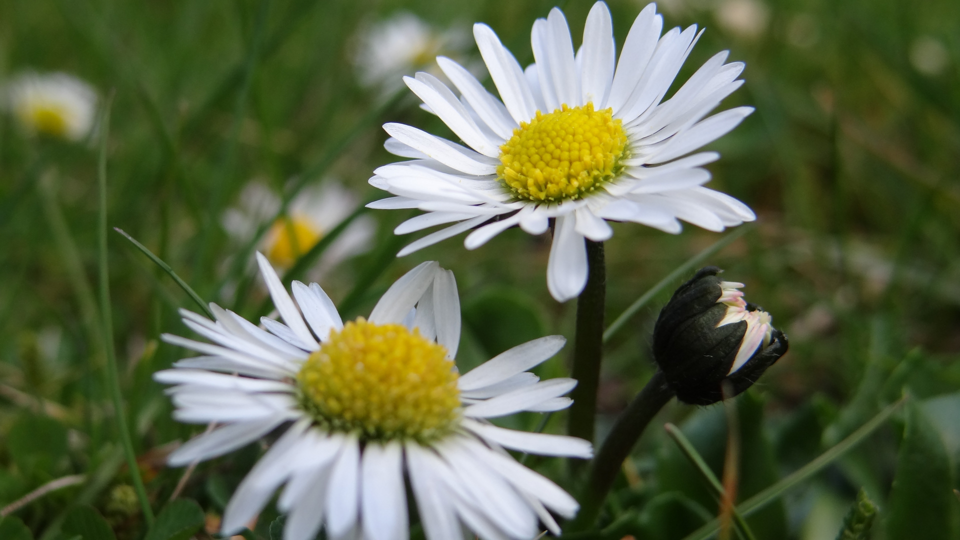 Gänseblümchen