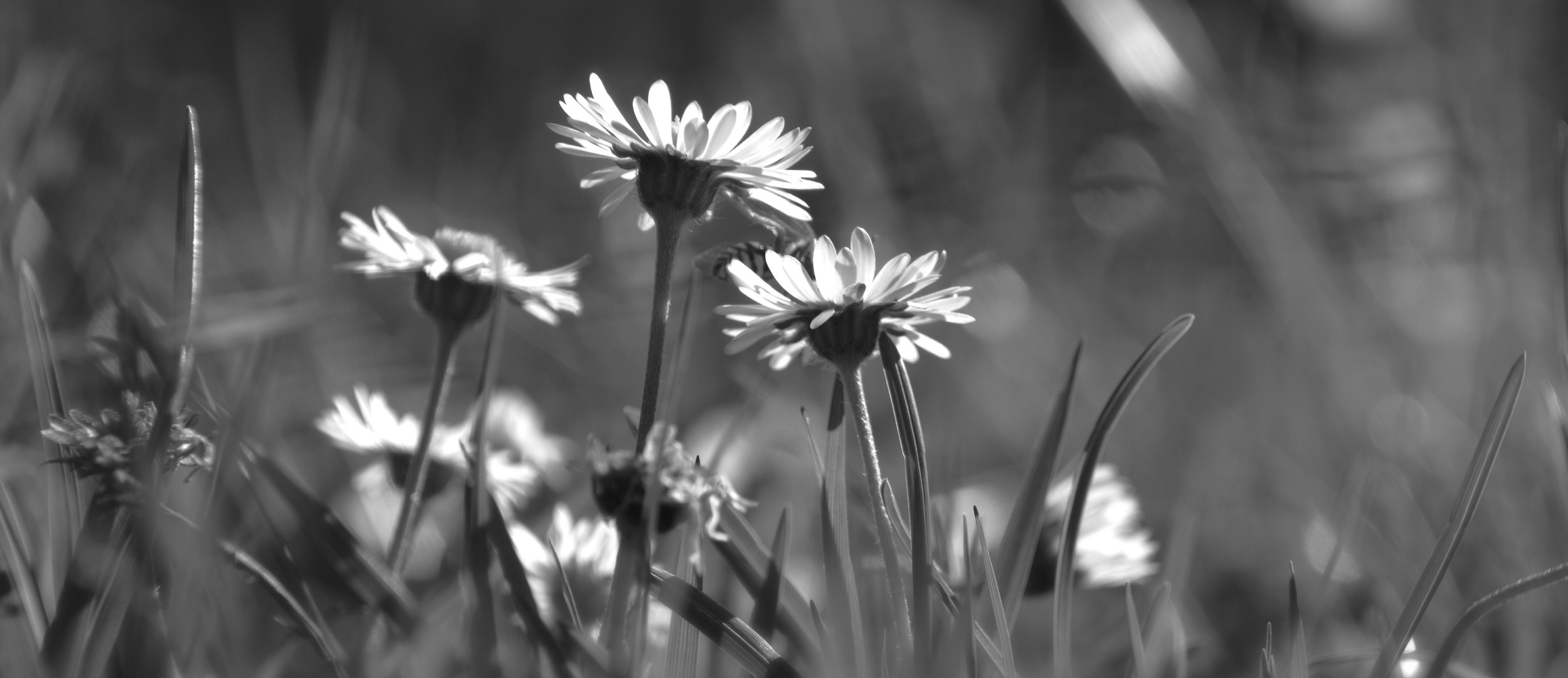 Gänseblümchen