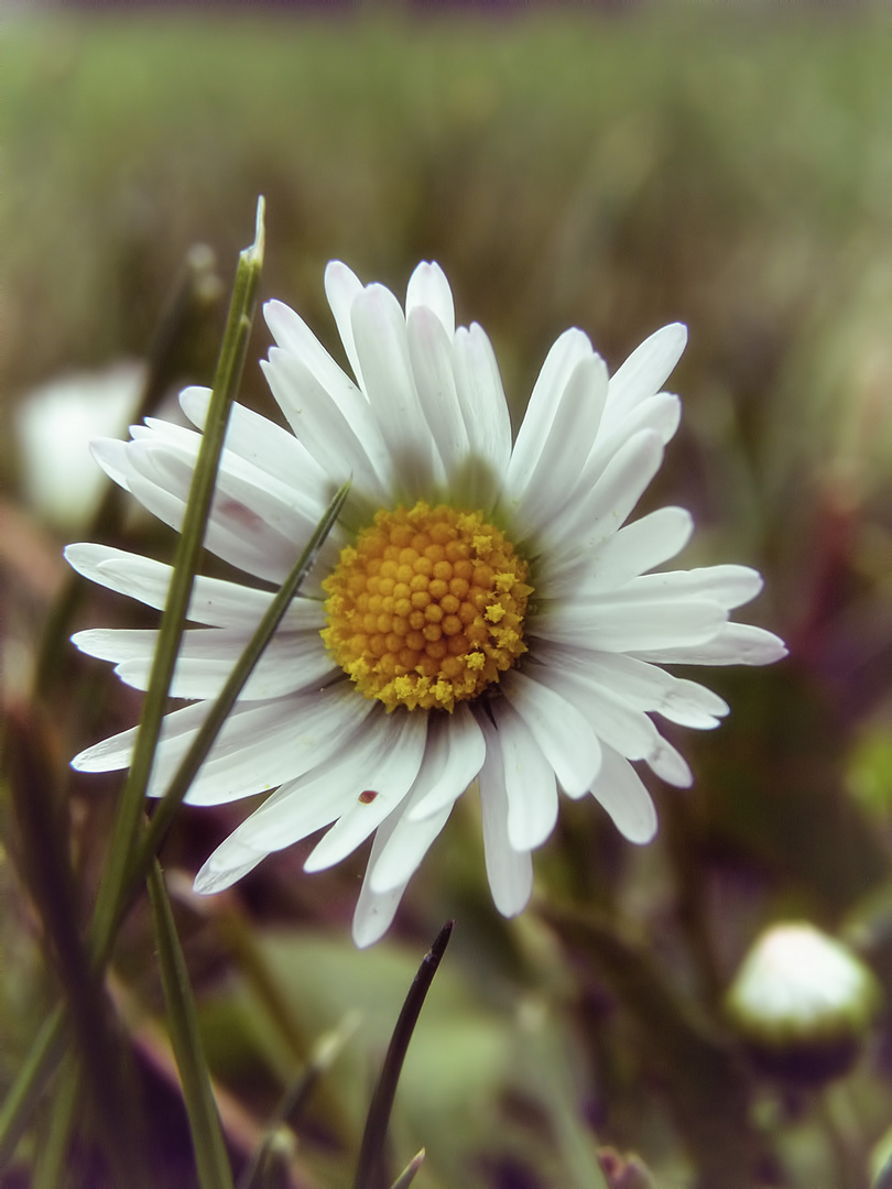 Gänseblümchen