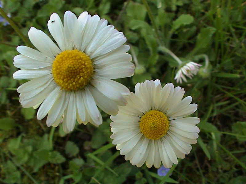 Gänseblümchen