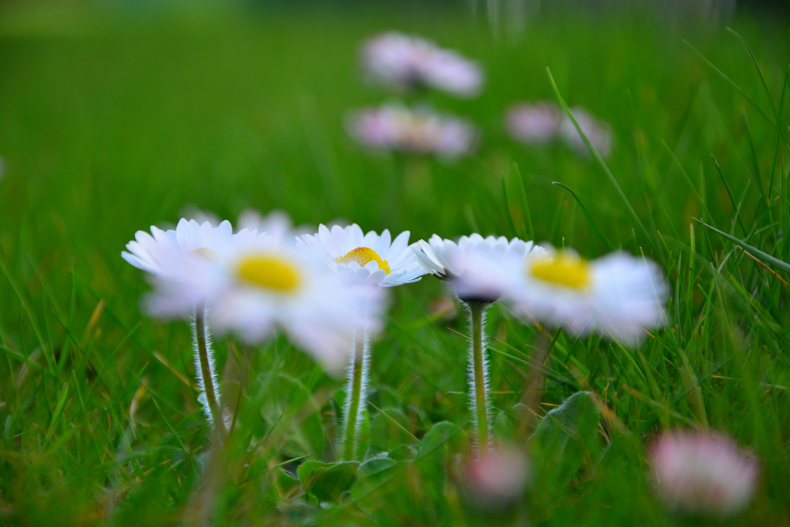 Gänseblümchen