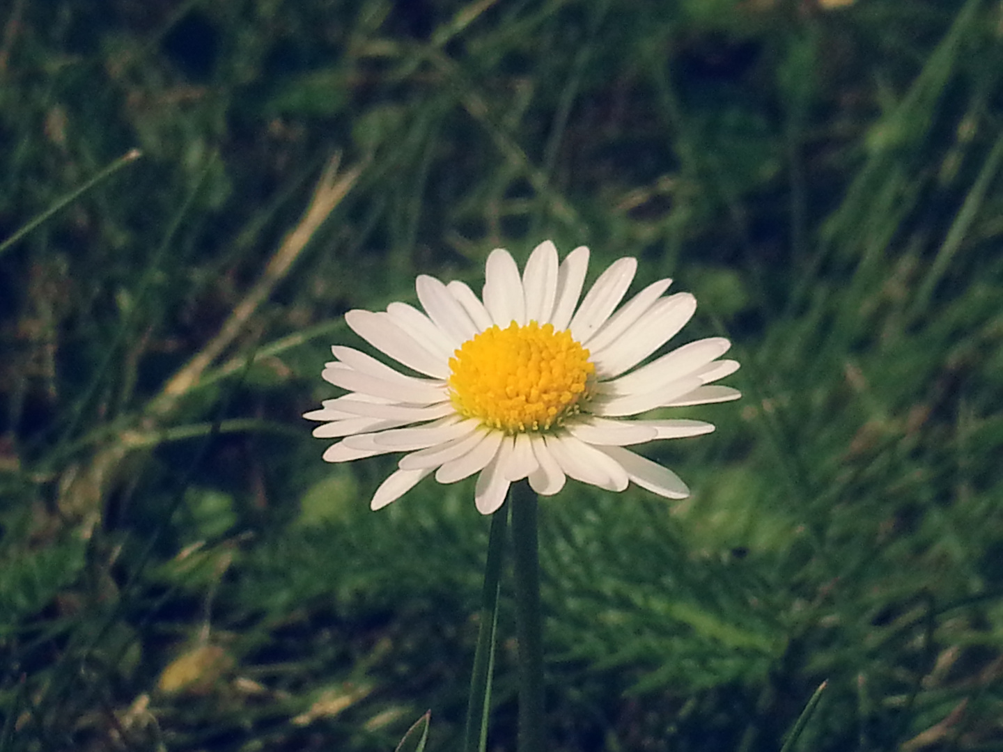 Gänseblümchen