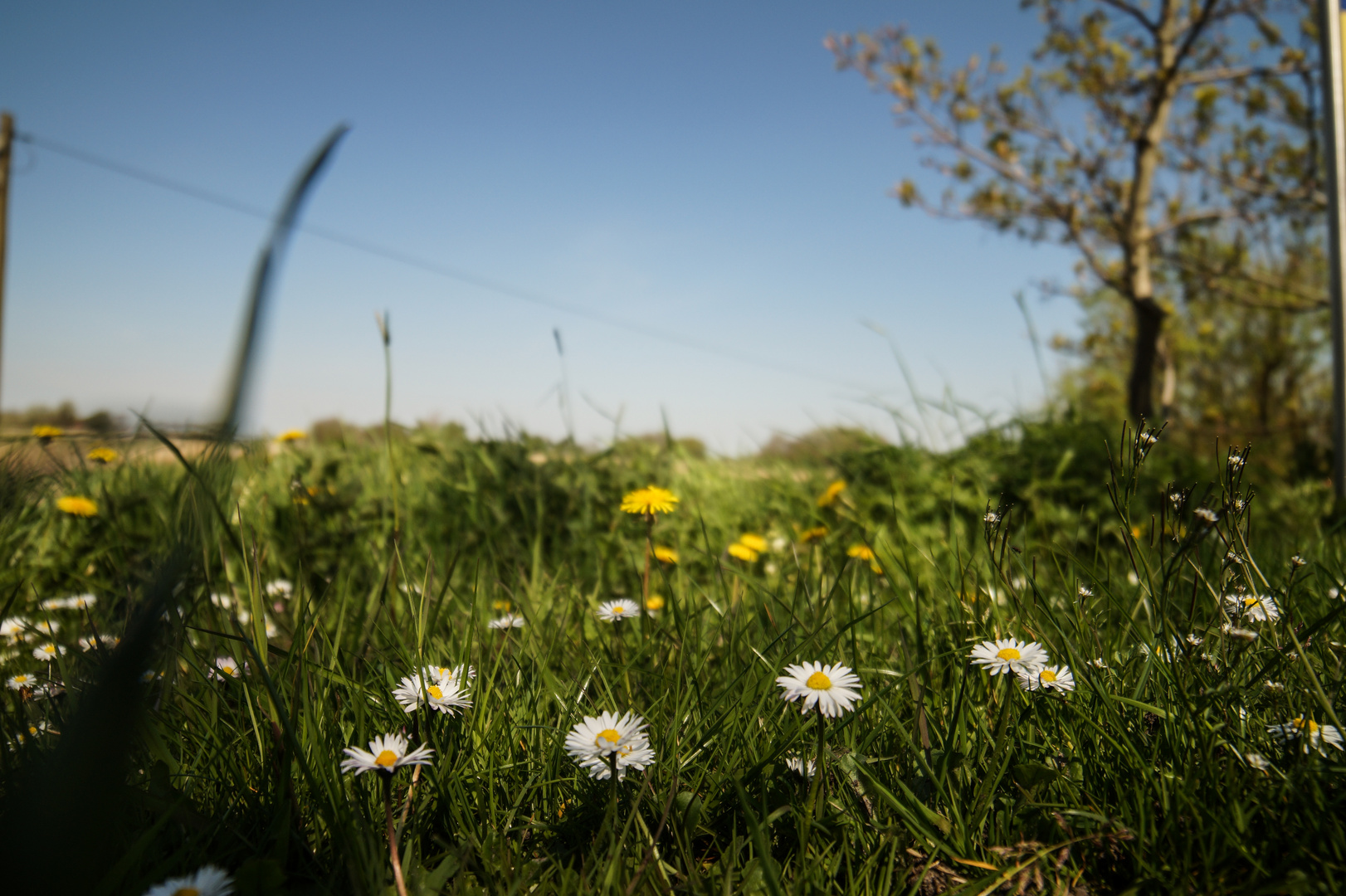 Gänseblümchen