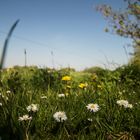 Gänseblümchen