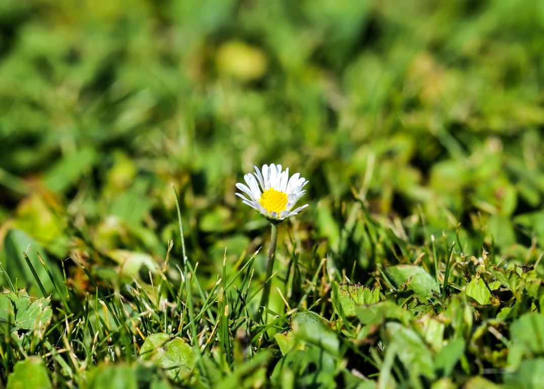 Gänseblümchen