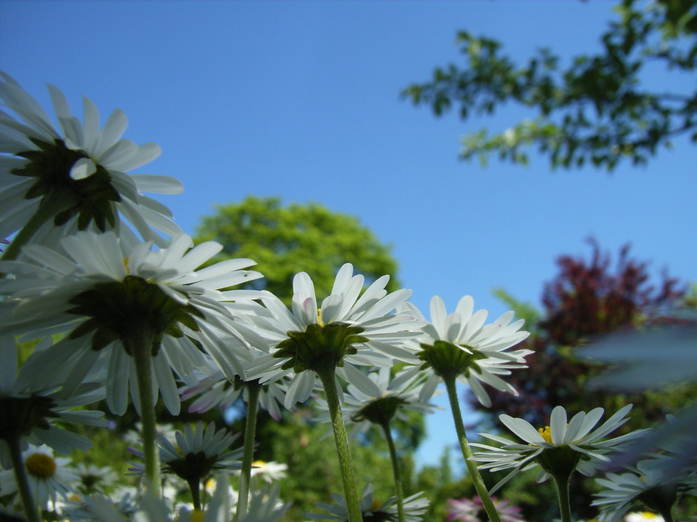 Gänseblümchen