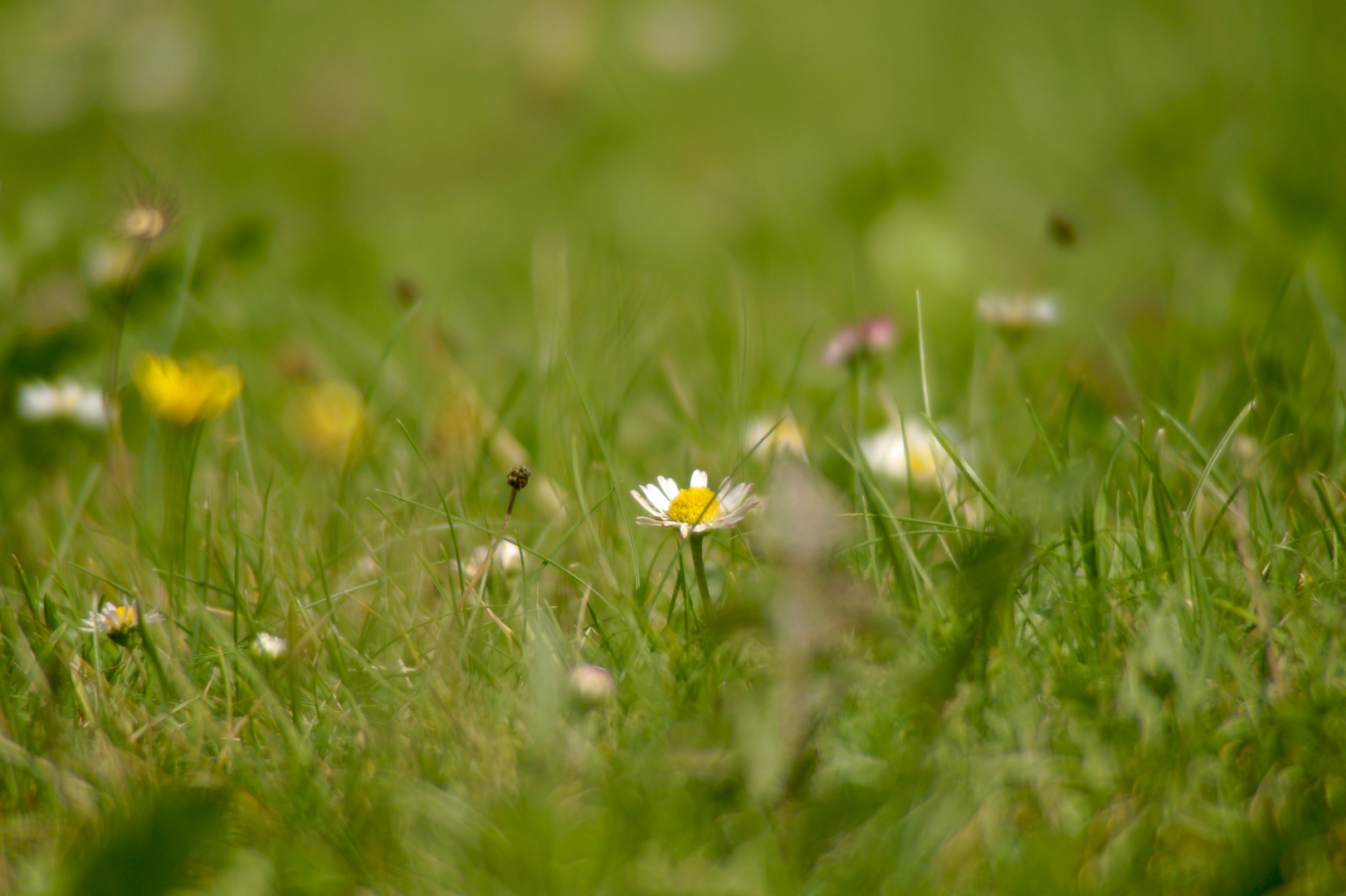 Gänseblümchen