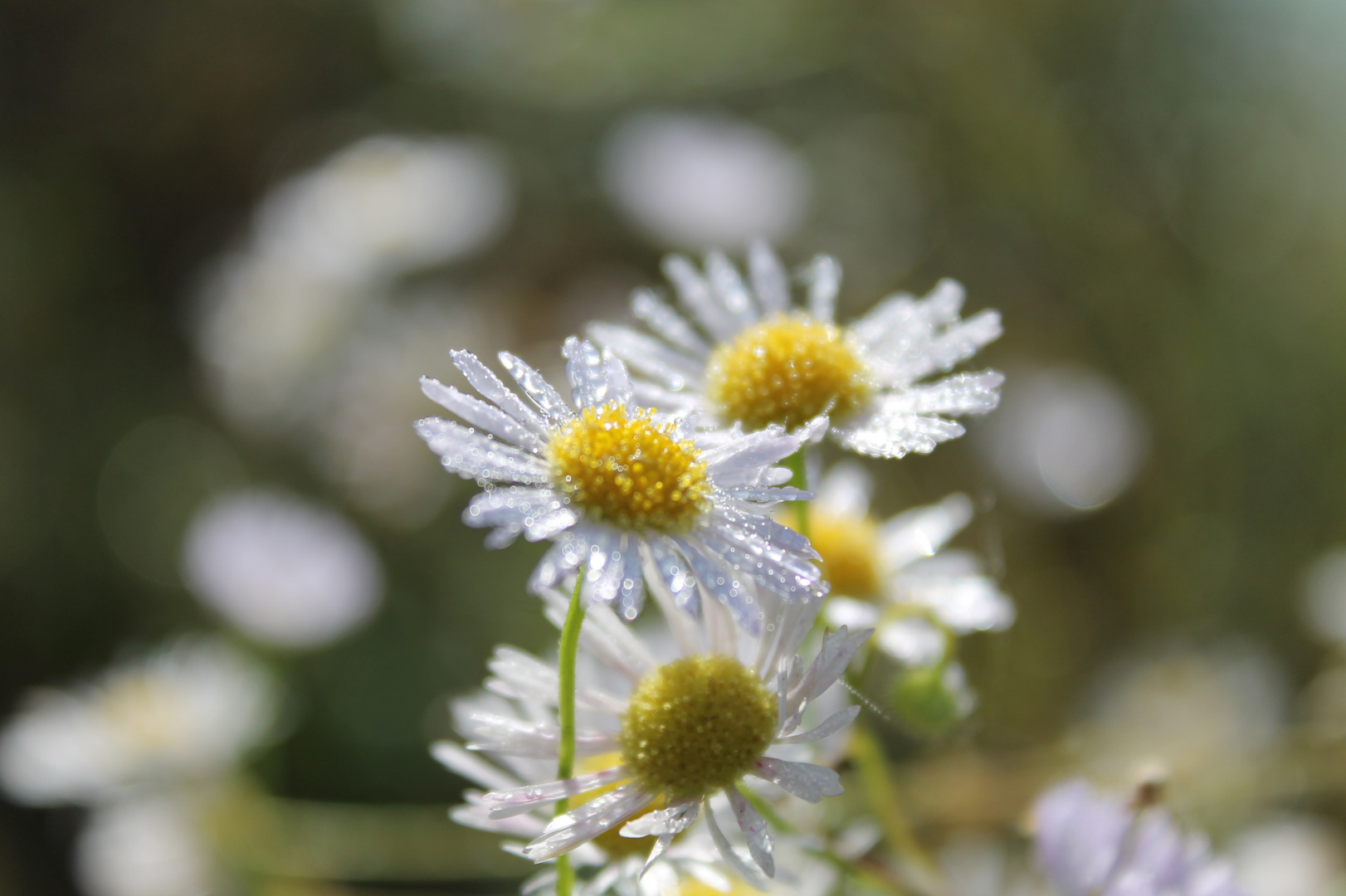 Gänseblümchen