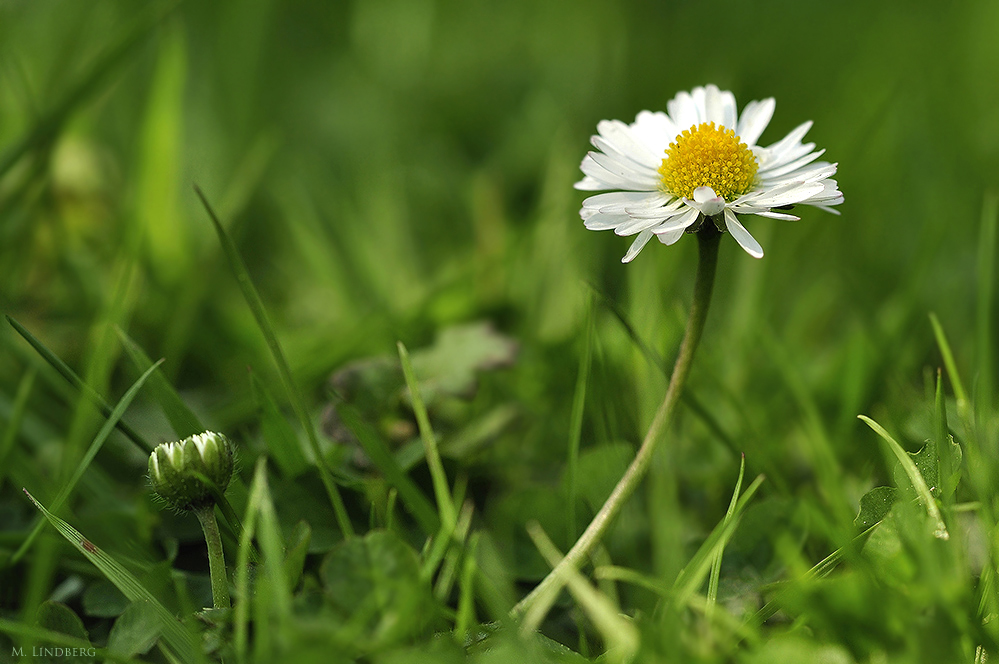 Gänseblümchen