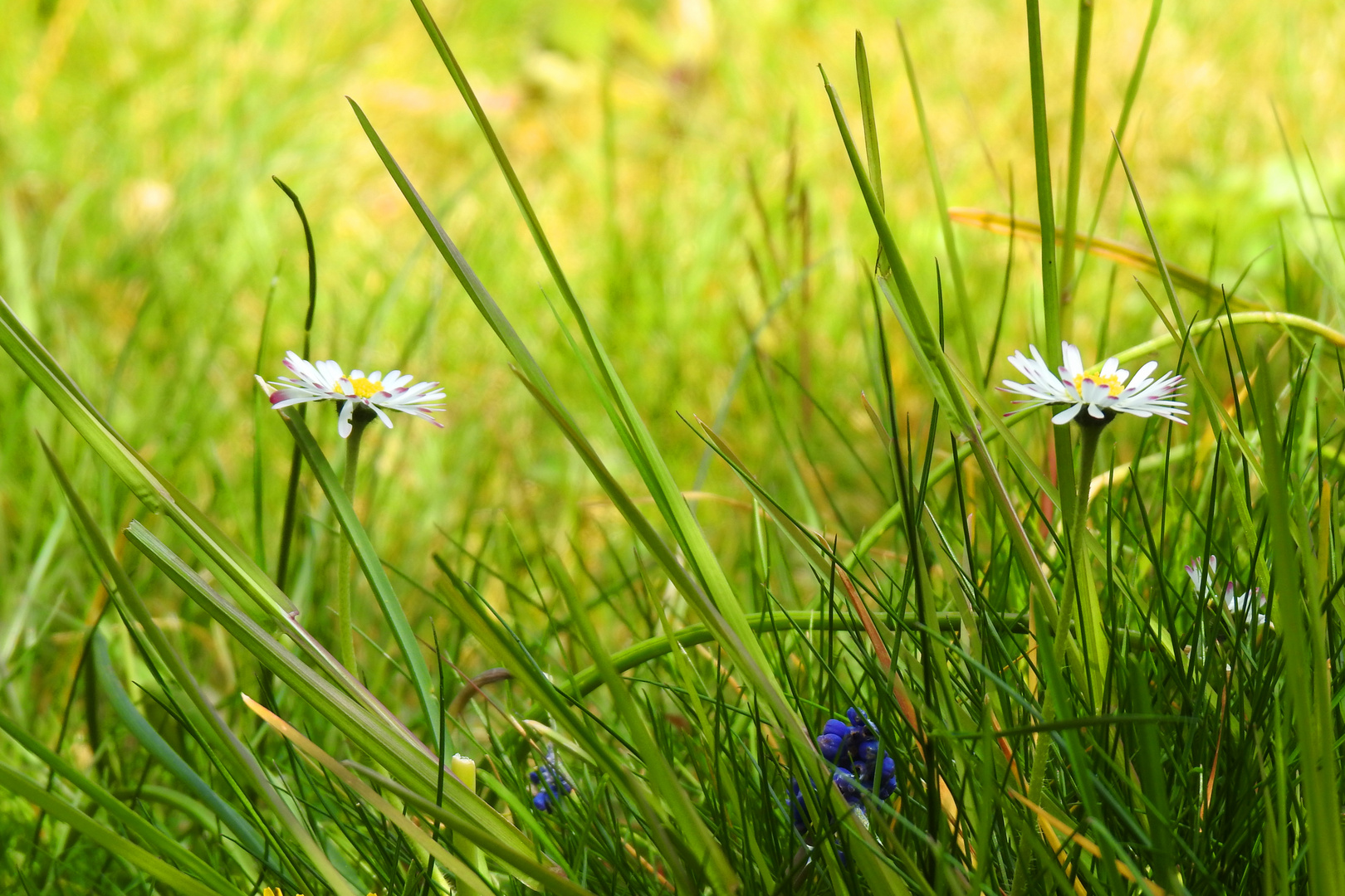 Gänseblümchen...