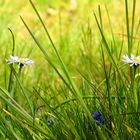 Gänseblümchen...