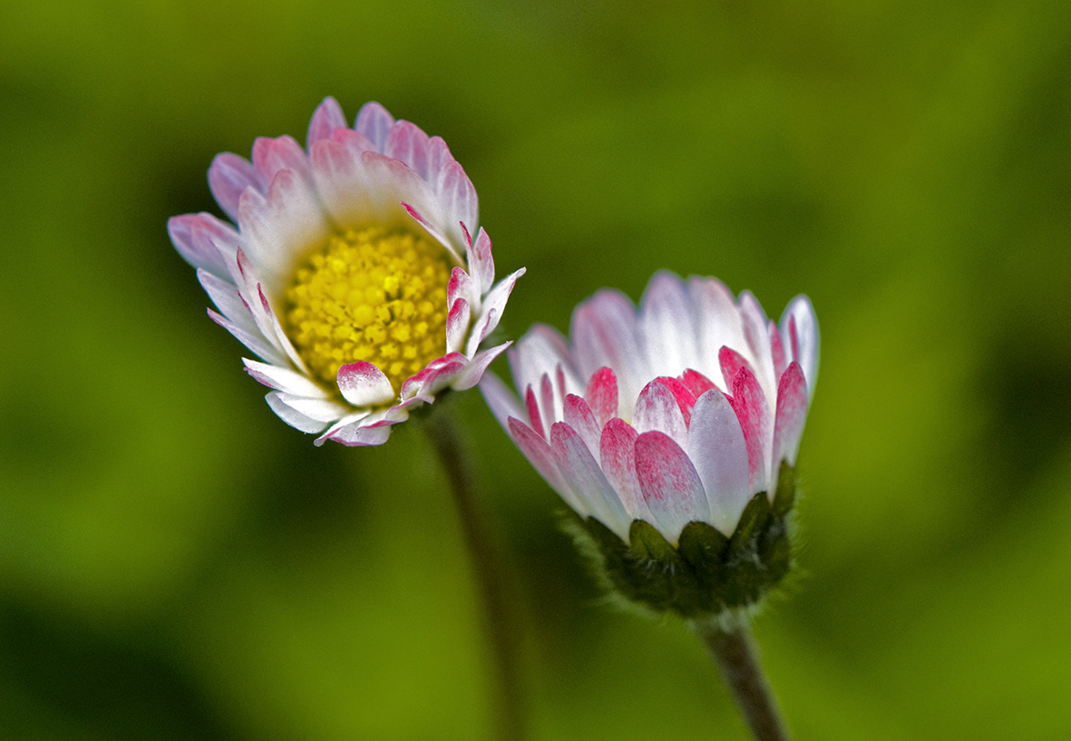 Gänseblümchen