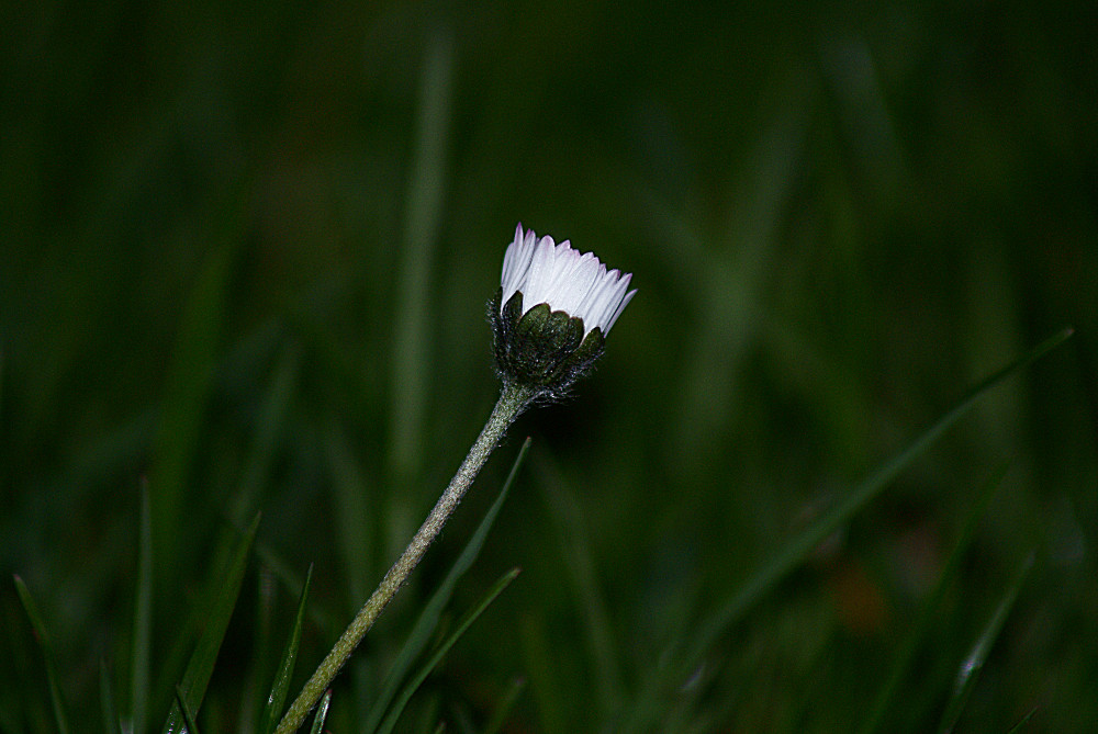 Gänseblümchen am Abend