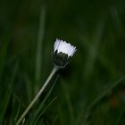 Gänseblümchen am Abend