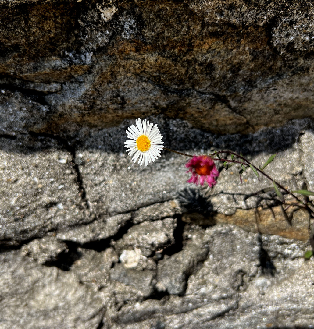 Gänseblümchen am Mittwoch