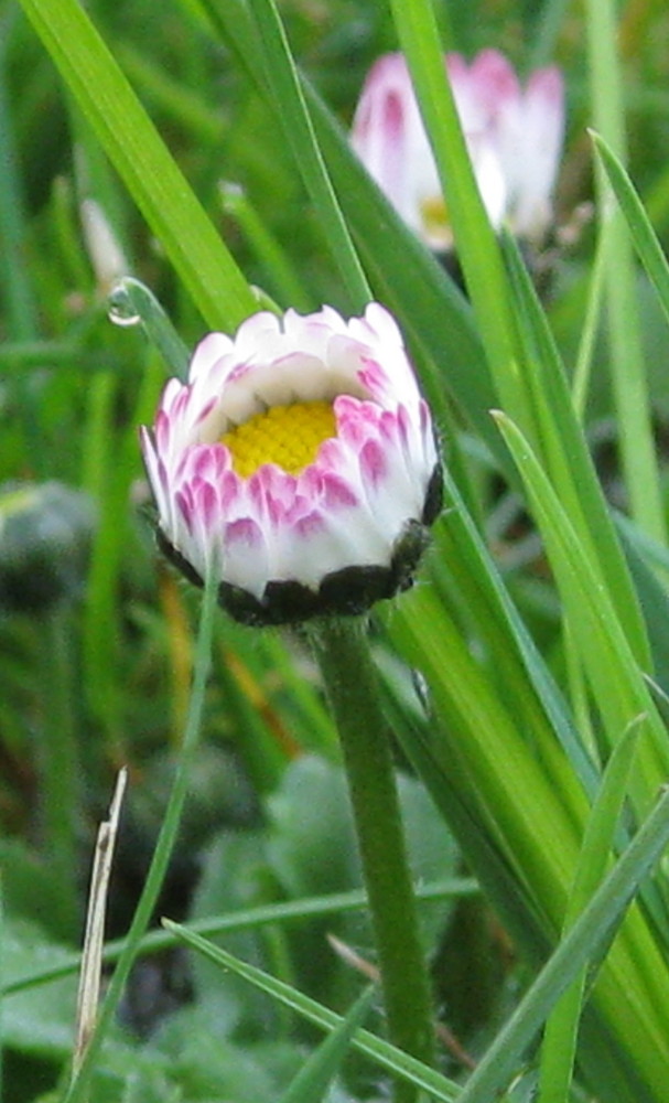 Gänseblümchen am morgen