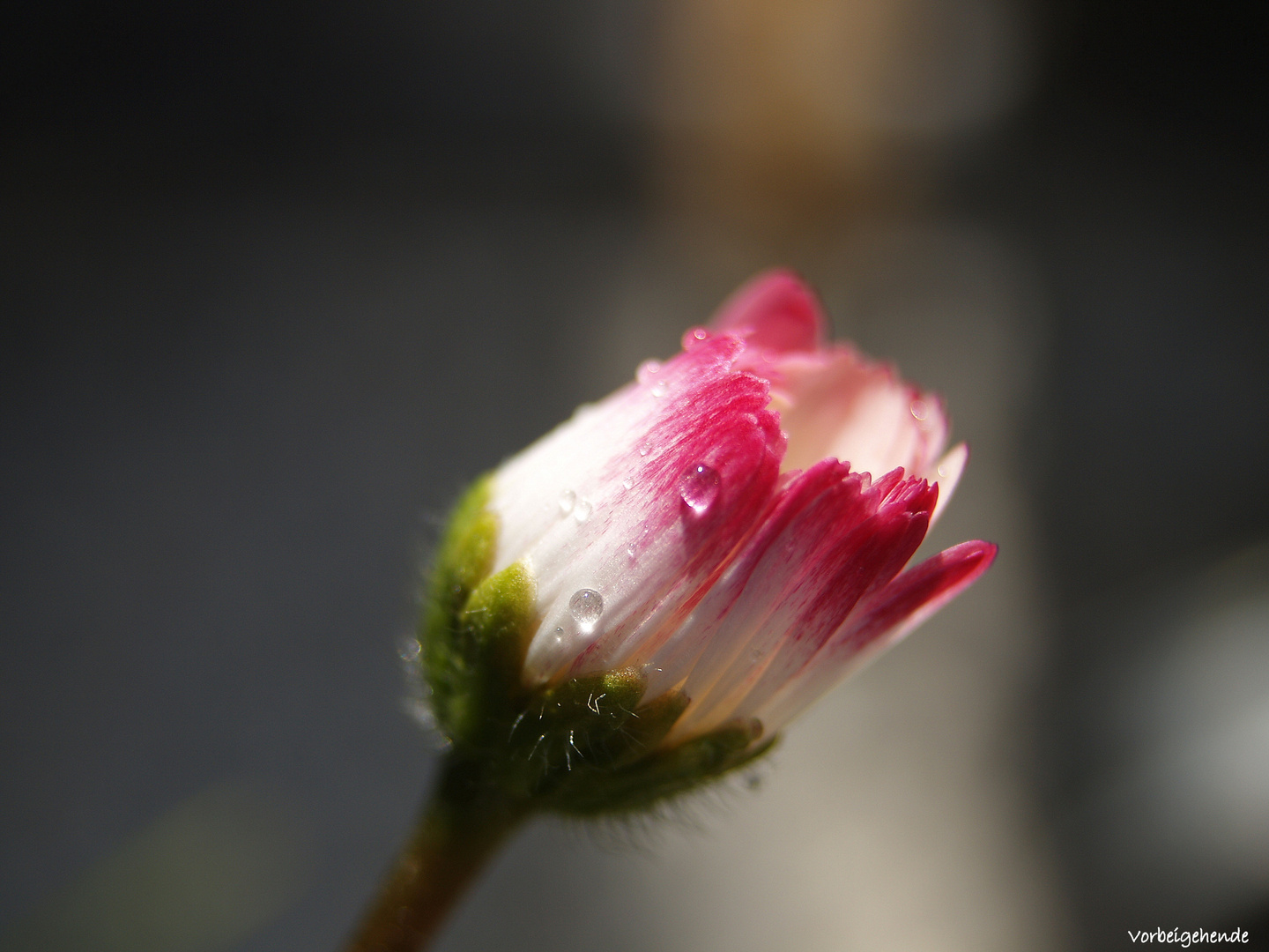 Gänseblümchen am Morgen